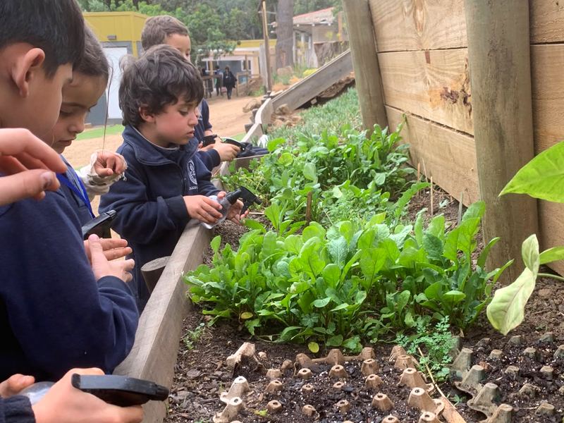 Estudiantes trabajando en el huerto del colegio con plantas y almácigos